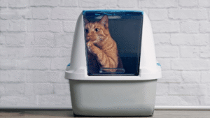 cat litter tray-1